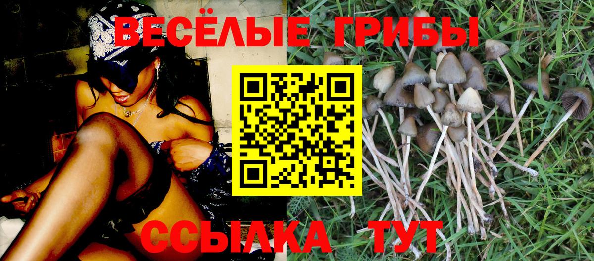 Галлюциногенные грибы Psilocybe Качканар